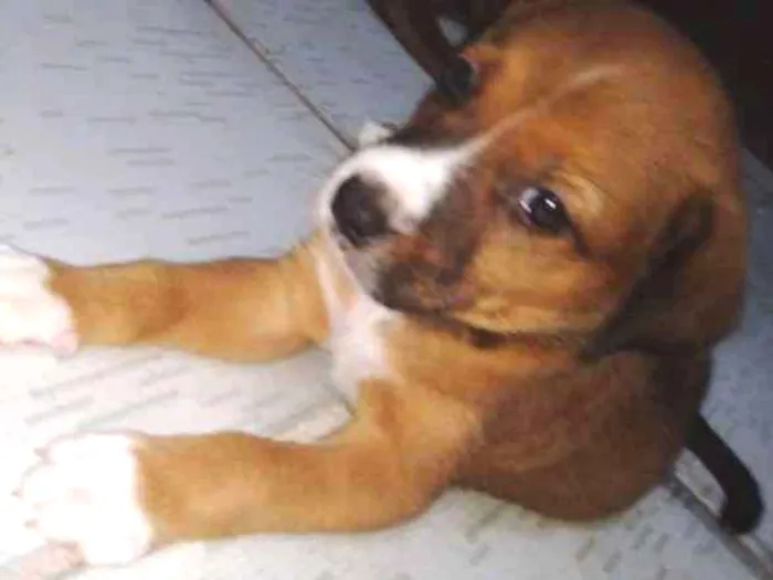 Cachorro ra a Desconhecida idade 2 a 6 meses nome Ainda sem nome