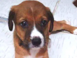 Cachorro raça Desconhecida idade 2 a 6 meses nome Ainda sem nome