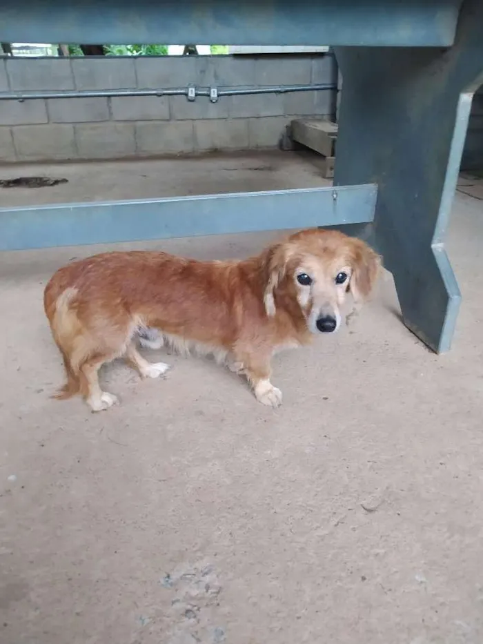 Cachorro ra a  idade  nome Não identificado