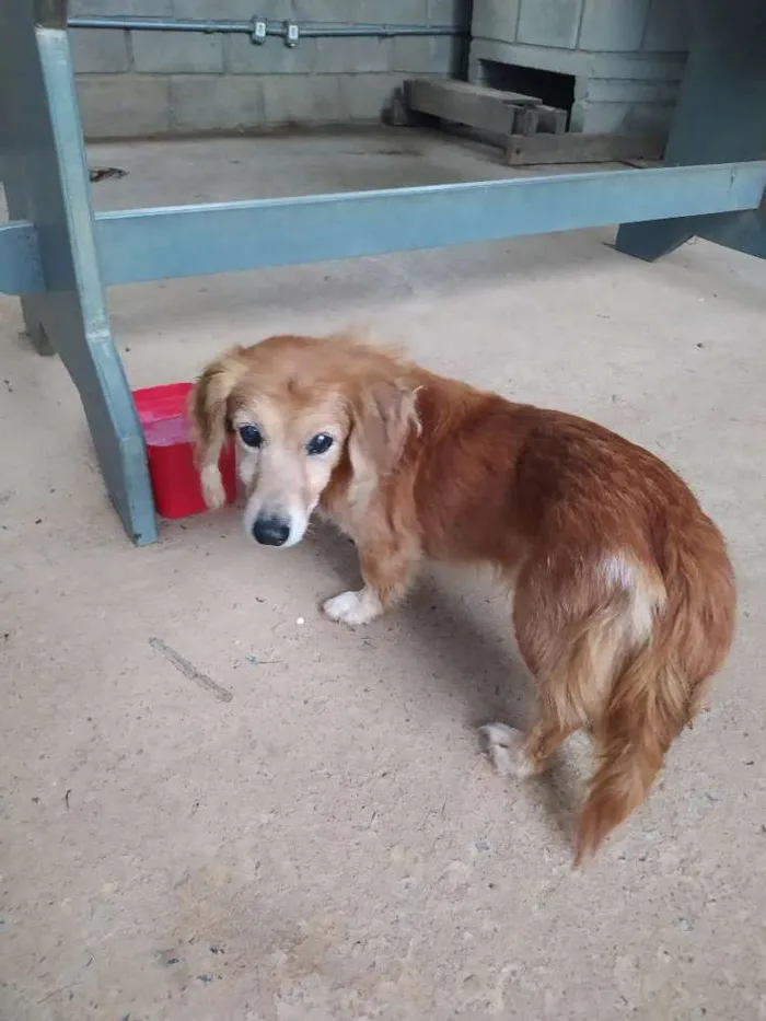 Cachorro ra a  idade  nome Não identificado