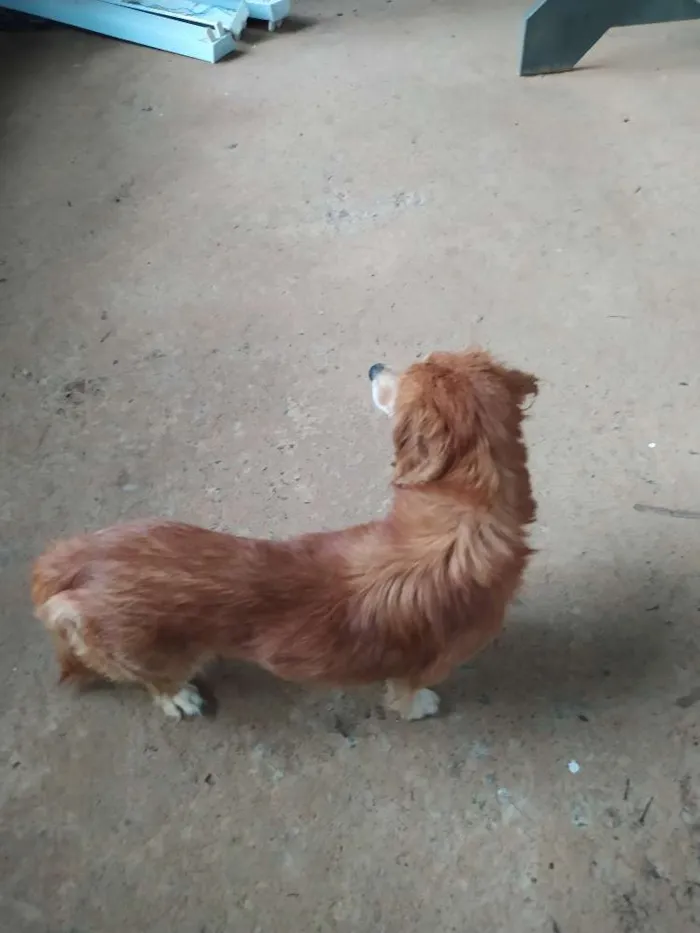 Cachorro ra a  idade  nome Não identificado