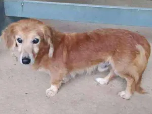 Cachorro raça  idade  nome Não identificado
