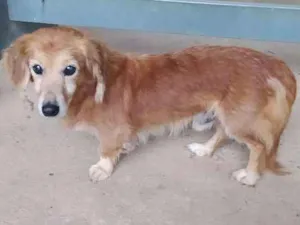 Cachorro raça  idade  nome Não identificado