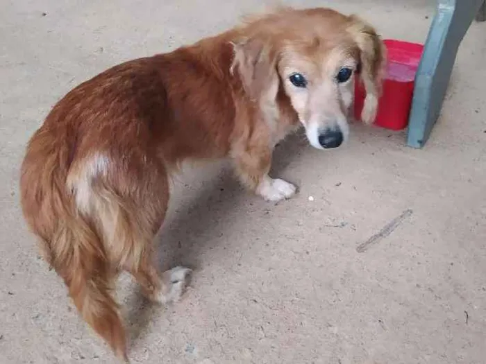 Cachorro ra a  idade  nome Não identificado