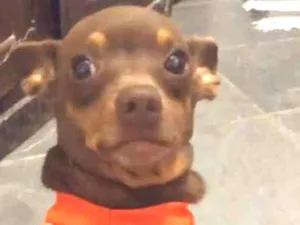 Cachorro raça Pincher idade 4 anos nome Pitti