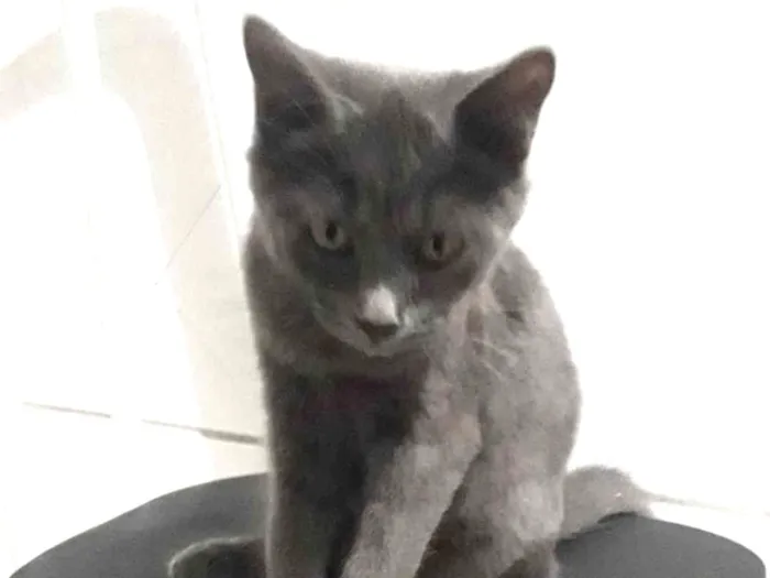 Gato raça Srd  idade 2 a 6 meses nome Meave