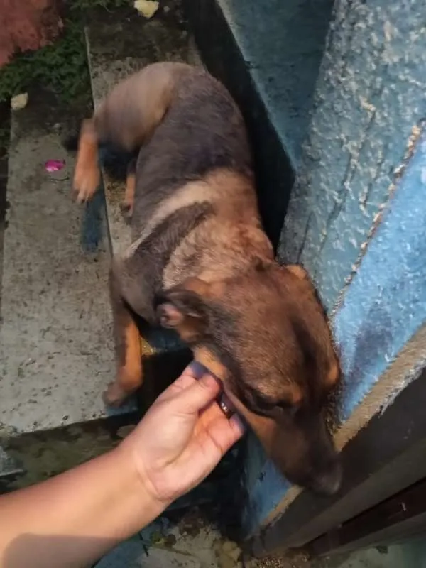 Cachorro ra a Vira Lata idade 7 a 11 meses nome Kya