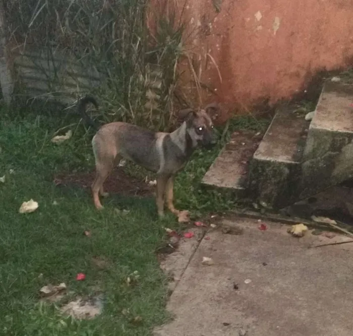 Cachorro ra a Vira Lata idade 7 a 11 meses nome Kya