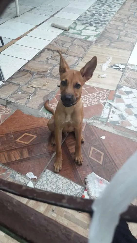 Cachorro raça Vira lata idade 7 a 11 meses nome Ralph