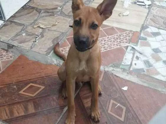 Cachorro raça Vira lata idade 7 a 11 meses nome Ralph