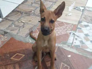 Cachorro raça Vira lata idade 7 a 11 meses nome Ralph