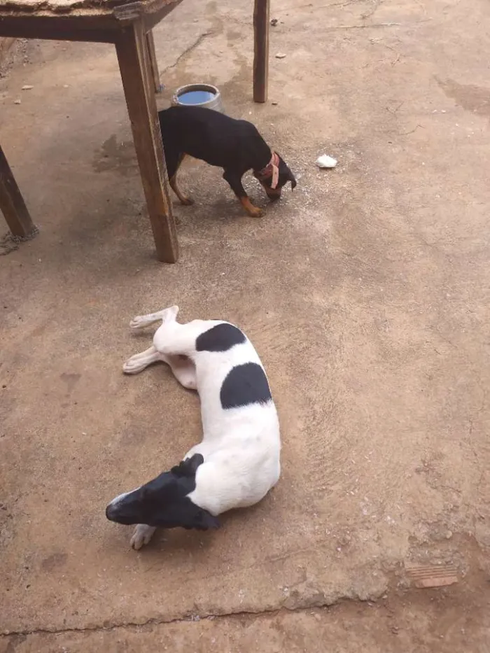 Cachorro ra a Fila com box idade 7 a 11 meses nome Amora