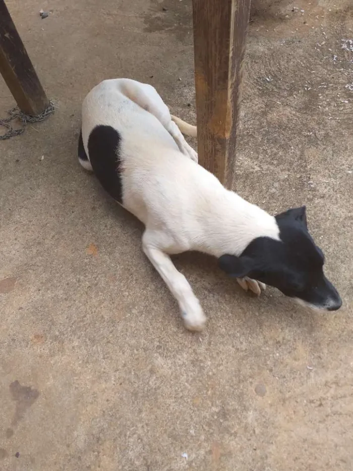 Cachorro ra a Fila com box idade 7 a 11 meses nome Amora