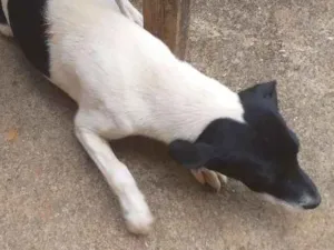 Cachorro raça Fila com box idade 7 a 11 meses nome Amora