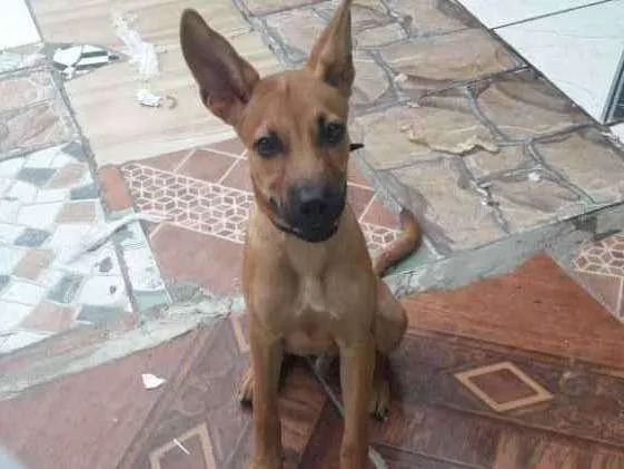 Cachorro raça Vira lata idade 7 a 11 meses nome Ralph