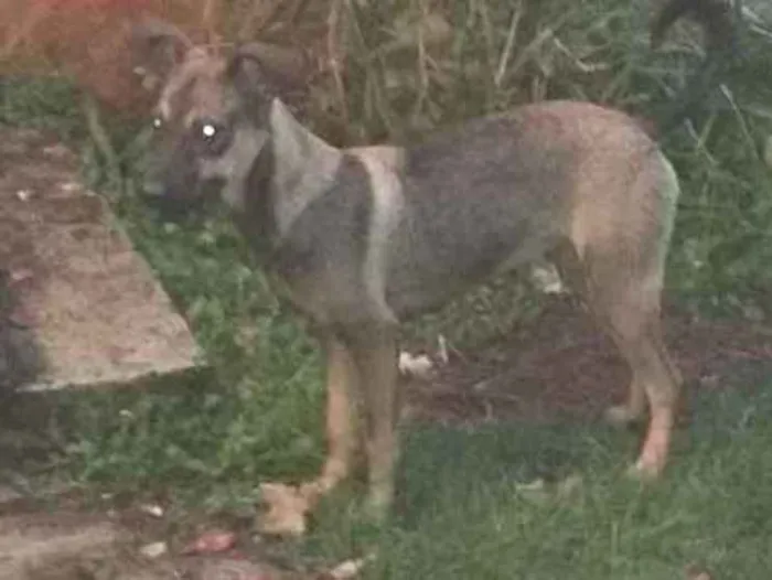 Cachorro ra a Vira Lata idade 7 a 11 meses nome Kya