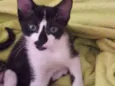 Tom, max, junior