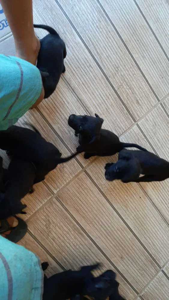 Cachorro raça Piquines idade 2 a 6 meses nome Marley
