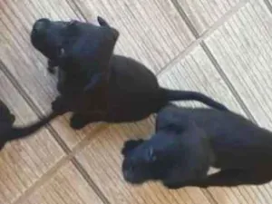 Cachorro raça Piquines idade 2 a 6 meses nome Marley