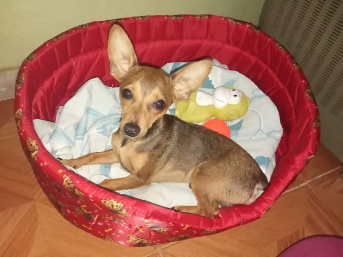 Cachorro raça Pinscher com vira lata idade 2 a 6 meses nome Alvin
