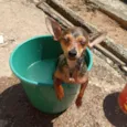 Alvin