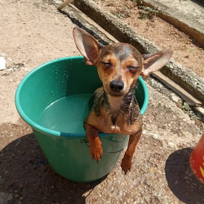 Cachorro raça Pinscher com vira lata idade 2 a 6 meses nome Alvin