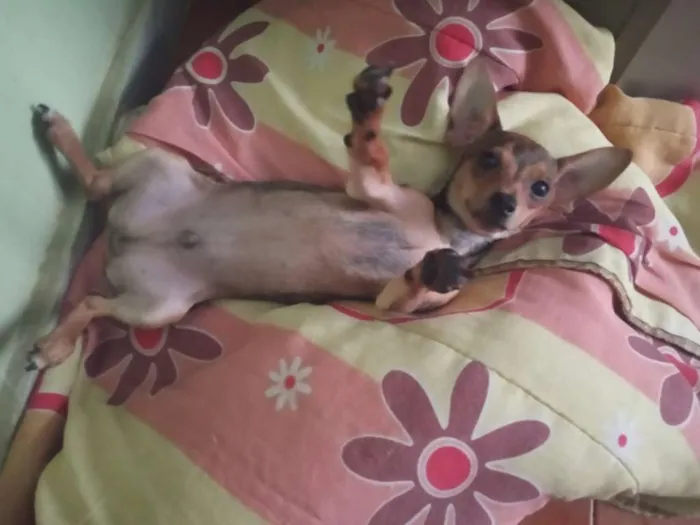 Cachorro raça Pinscher com vira lata idade 2 a 6 meses nome Alvin