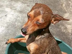 Cachorro raça Pinscher com vira lata idade 2 a 6 meses nome Alvin