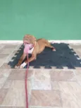 Estrela