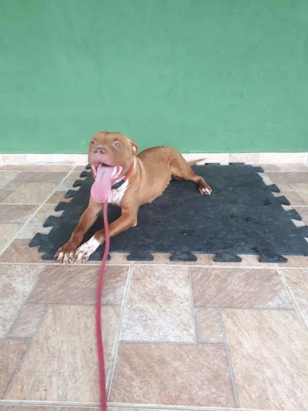 Cachorro raça pitbull idade 1 ano nome Estrela