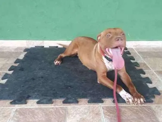 Cachorro raça pitbull idade 1 ano nome Estrela