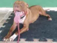 Estrela