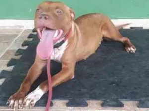 Cachorro raça pitbull idade 1 ano nome Estrela
