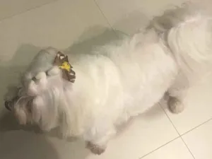 Cachorro raça Maltês  idade 5 anos nome Bob