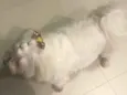 Bob