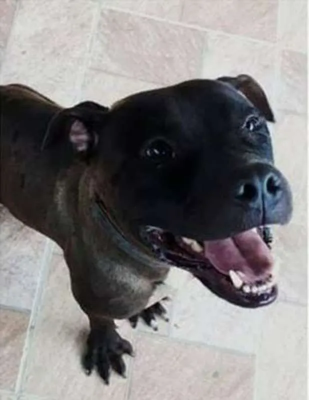 Cachorro ra a pitbull idade 1 ano nome Will