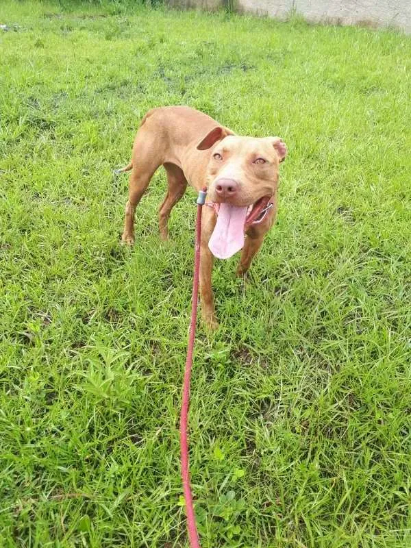 Cachorro ra a pitbull idade 7 a 11 meses nome Livia