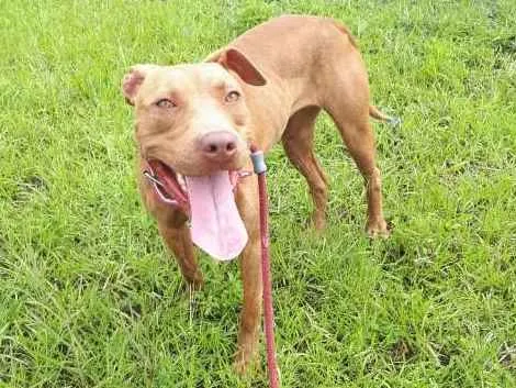 Cachorro ra a pitbull idade 7 a 11 meses nome Livia