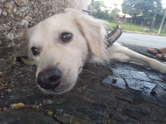 Cachorro ra a Vira-lata idade 1 ano nome Jubleoson