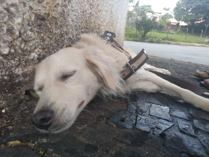 Cachorro ra a Vira-lata idade 1 ano nome Jubleoson