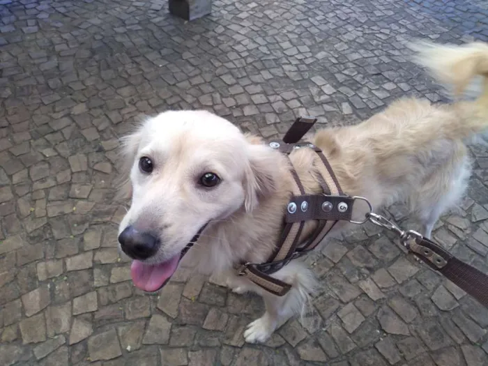Cachorro ra a Vira-lata idade 1 ano nome Jubleoson