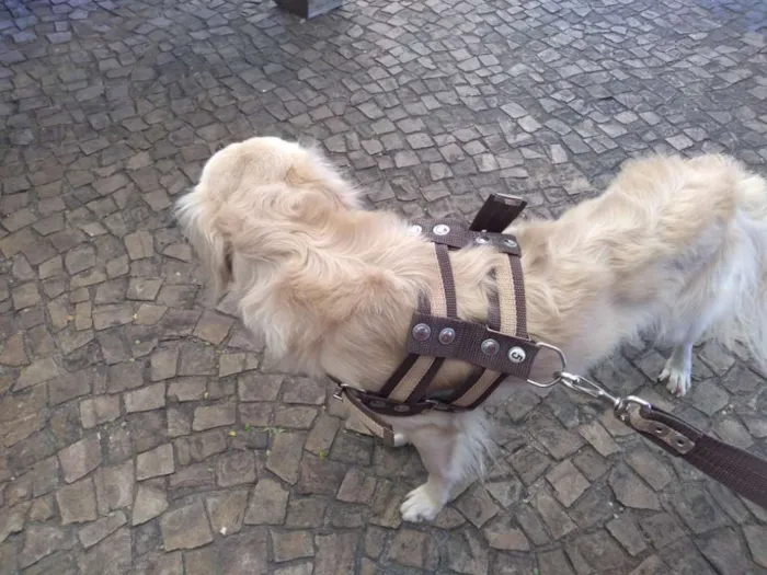 Cachorro ra a Vira-lata idade 1 ano nome Jubleoson