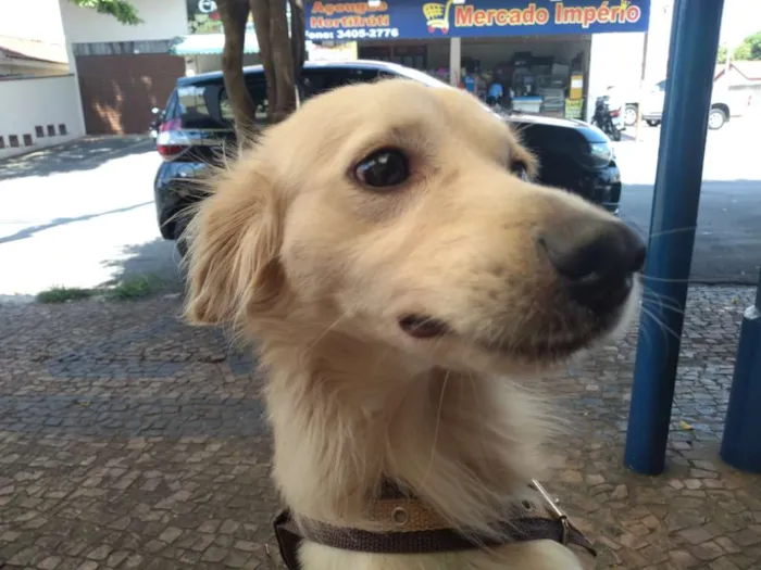 Cachorro ra a Vira-lata idade 1 ano nome Jubleoson