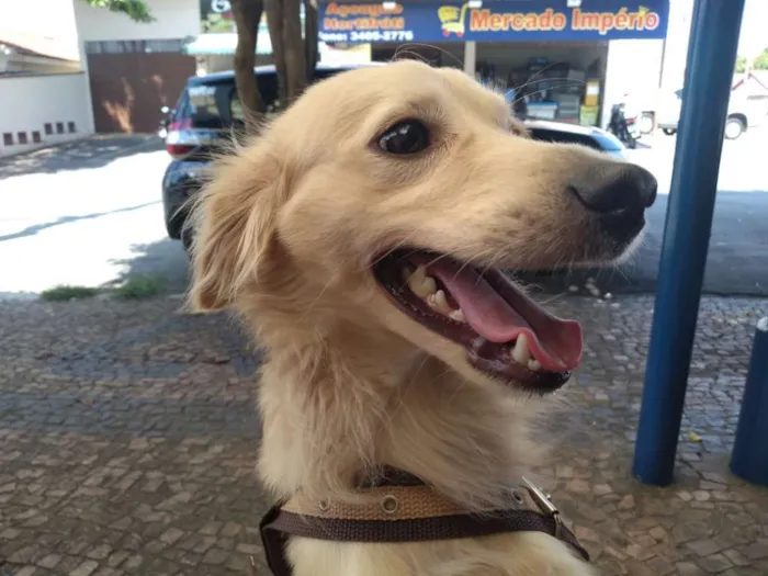 Cachorro ra a Vira-lata idade 1 ano nome Jubleoson