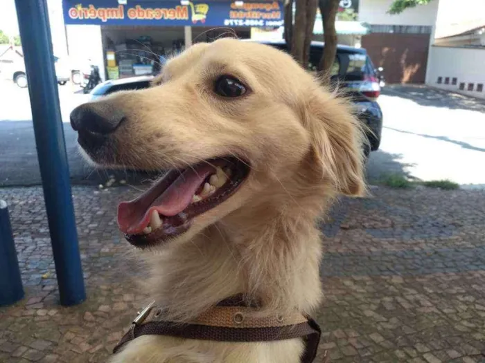 Cachorro ra a Vira-lata idade 1 ano nome Jubleoson