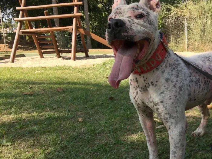 Cachorro ra a pitbull idade 5 anos nome Orlando