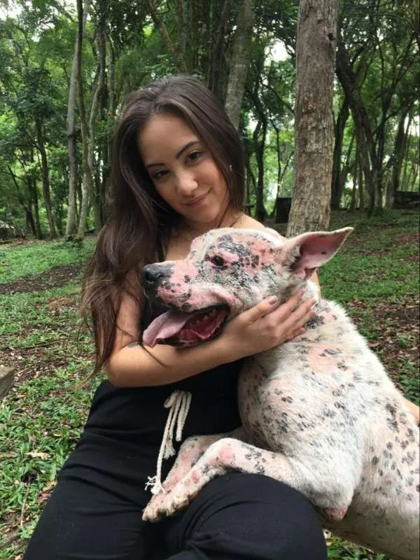 Cachorro ra a pitbull idade 5 anos nome Orlando