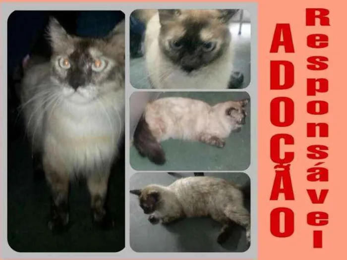 Gato ra a srd idade 1 ano nome Alana