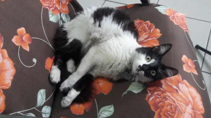 Gato raça Indefinida idade 2 anos nome Sabrina