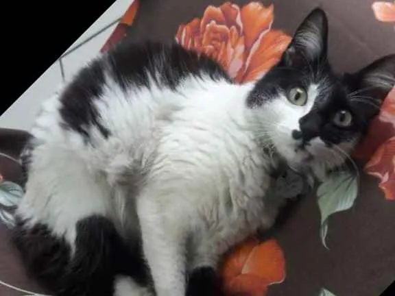 Gato raça Indefinida idade 2 anos nome Sabrina